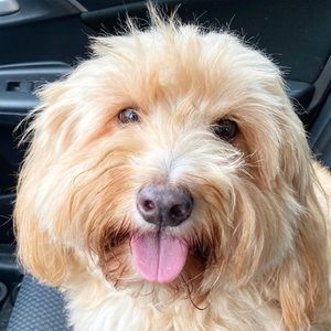 Meet your Posher, Ashley